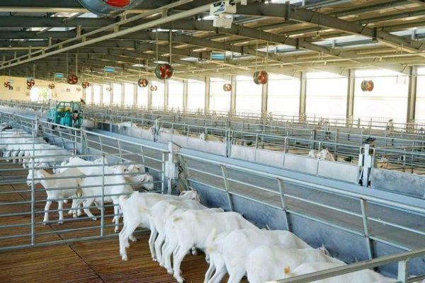 如何配资 兴业银行上海分行：两天“加速跑”，助企擦亮“崇明白山羊”地理标志名片